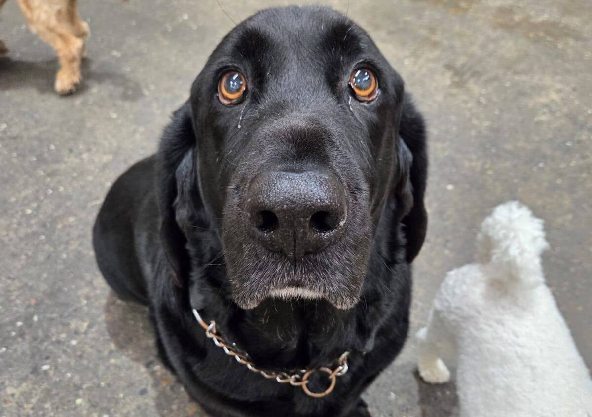 Comfy K9 Doggy Daycare