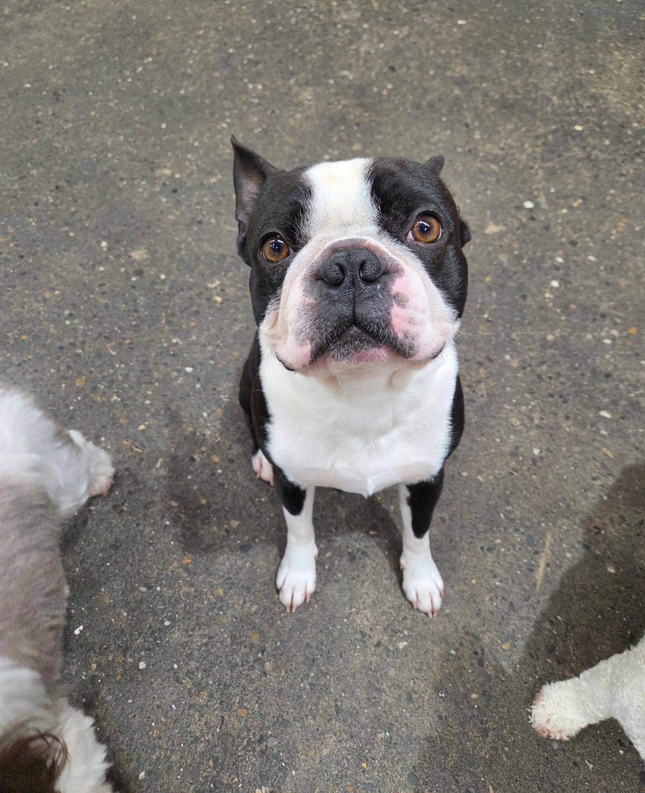 Comfy K9 Doggy Daycare