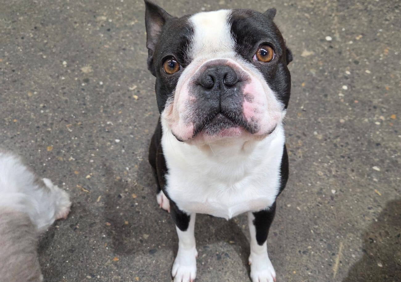 Comfy K9 Doggy Daycare