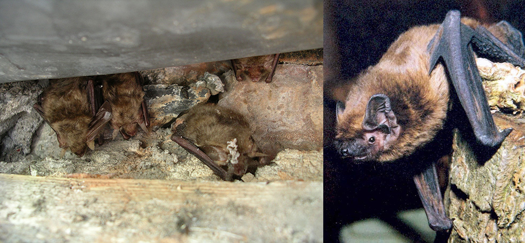 Manx Bat Group