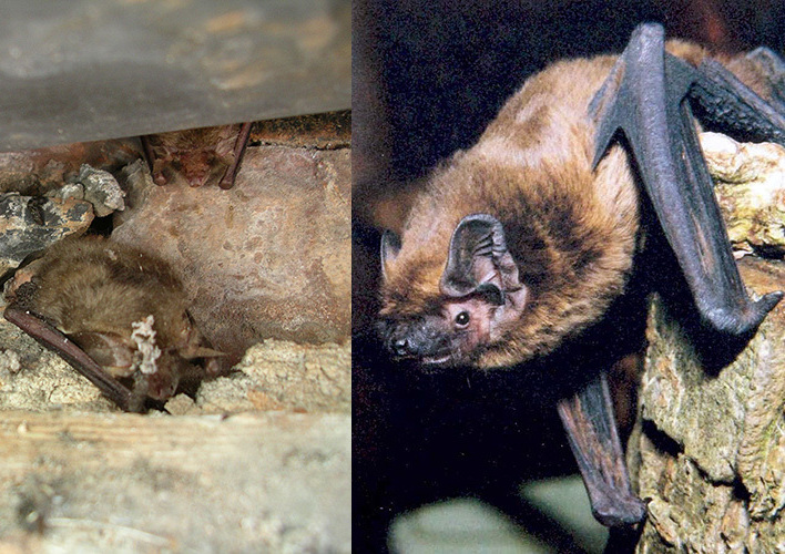 Manx Bat Group