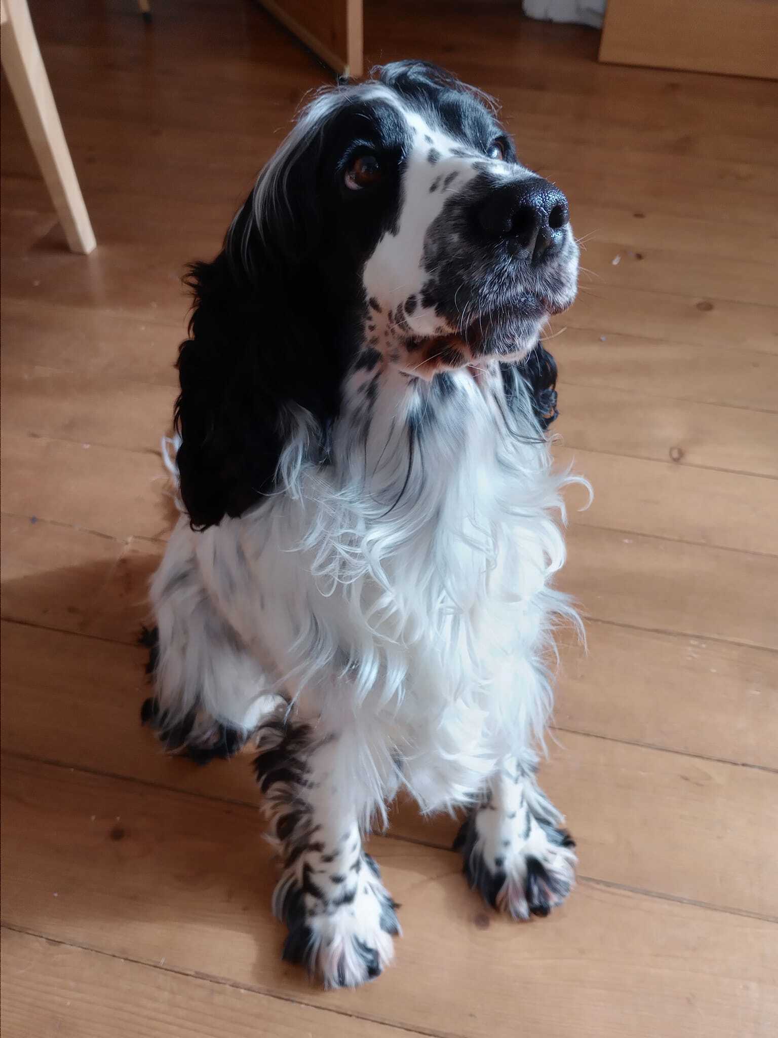 Puppy Love Dog Homestay