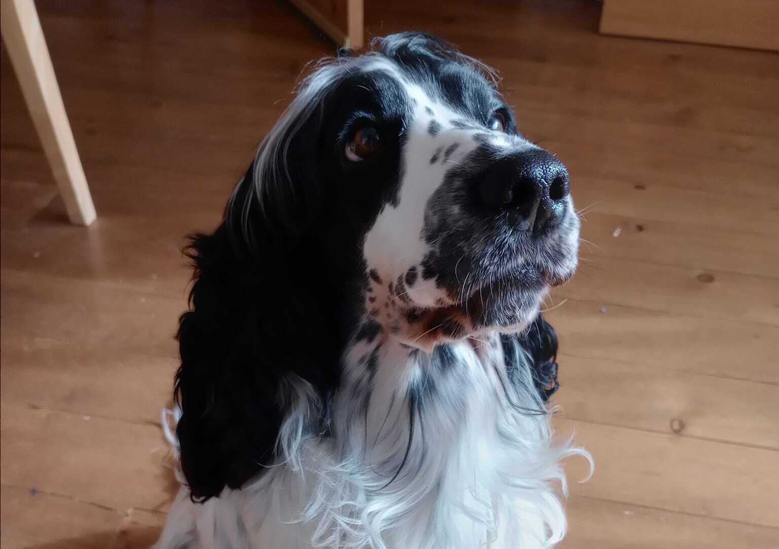 Puppy Love Dog Homestay