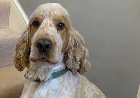 SalonK9 Holistic Spa