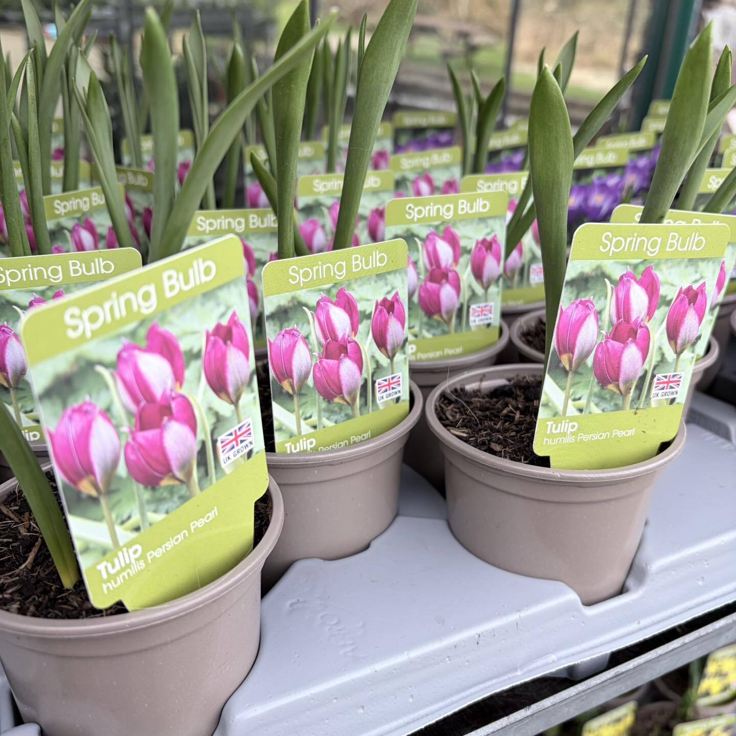 Riley's Garden Centre