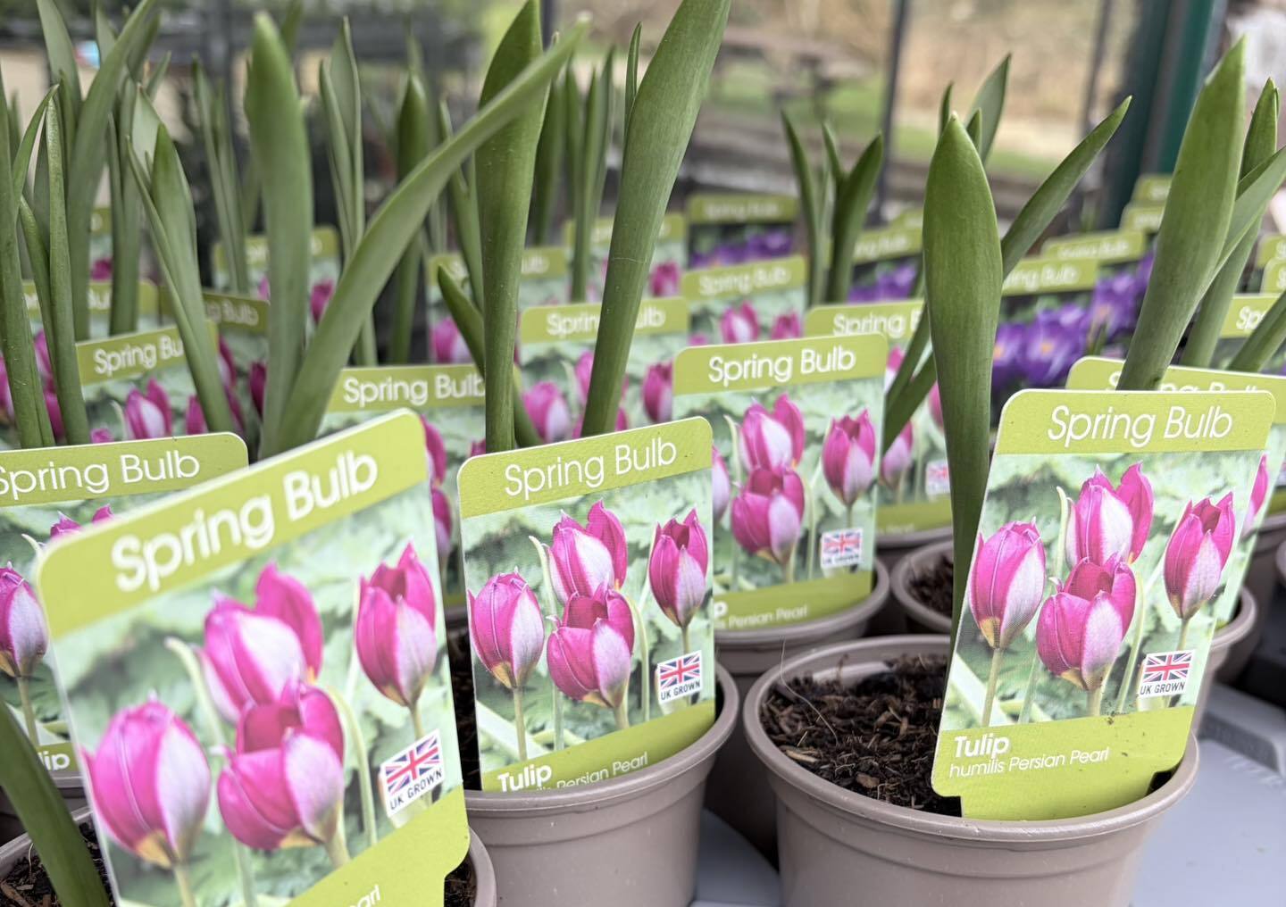 Riley's Garden Centre