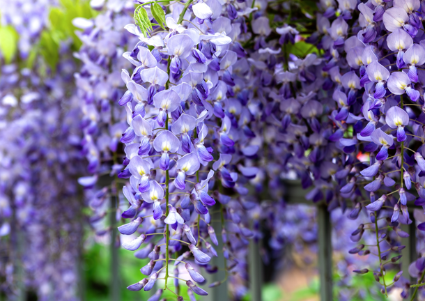Green Gardens Gardening Professionals